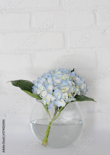 Fototapeta Naklejka Na Ścianę i Meble -  Blue hydrangea in round vase against textured white brick background 