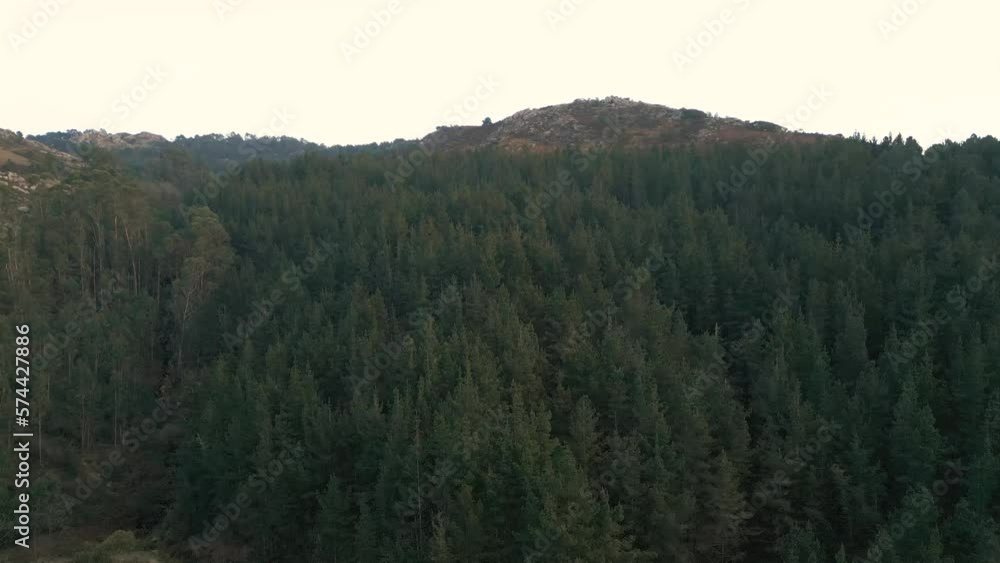 Aerial shot over a forest of trees at sunset, golden hour, in Monte Aloia, Galicia Spain Aerial shot over a forest of trees at sunset, golden hour, in Monte Aloia, Galicia Spain