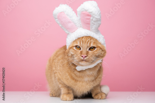 Cute kitty looks at the camera in a bunny costume. The cat is sitting on a pink background wearing a cute hat with bunny ears. Happy Easter concept