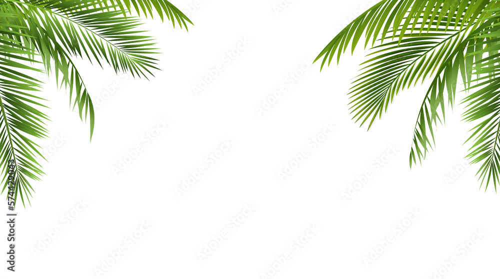 Green Palm Leaf Border Isolated And White Background