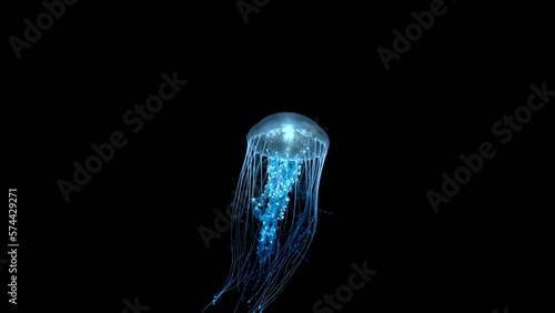 4K. blue fluorescent jellyfish swimming in deep ocean. transparent glowing jellyfish underwater shot moving in the water. marine life wallpaper background, isolated on black with alpha