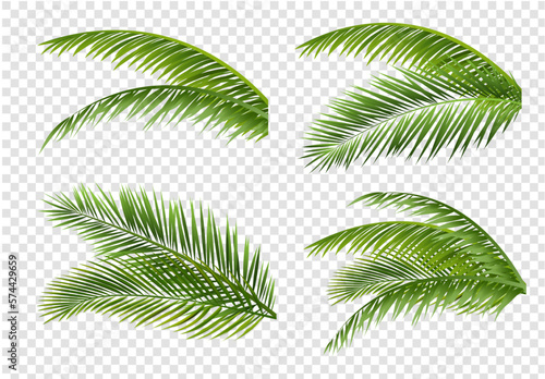 Fototapete palm tree leaves