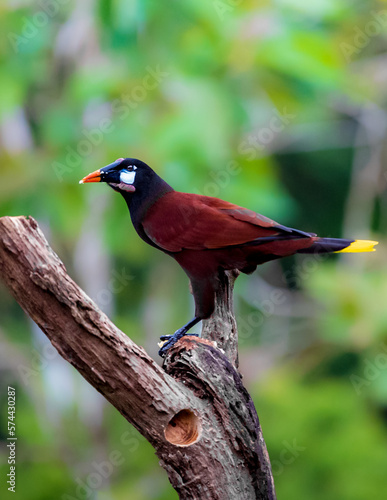 Montezuma Oropéndola ave sobre una rama de perfil 