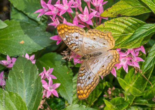 Close up of a White Peacock (Anartia jatrophae)  butterfly on pink starcluster flowers photo