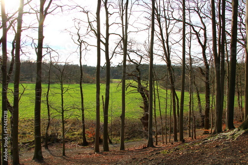 Winter beech forest and green pasture   Hiking on the Huntepadd in D  tlingen  Northwestern Germany