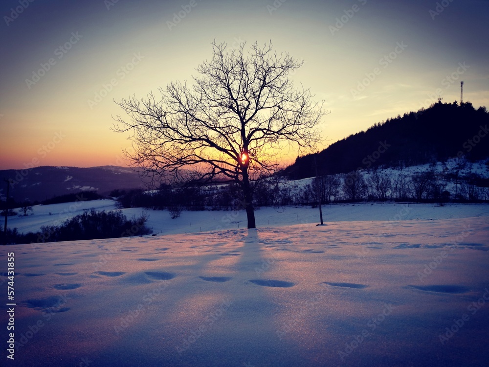 Tree in snow scene with beautiful winter sunset on the top of mountain Tree in snow scene with beautiful winter sunset on the top of mountain