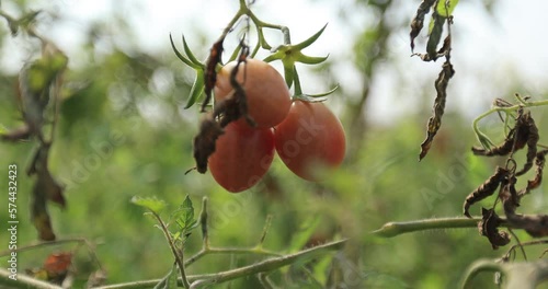 Little tomato fruits in growth ingarden photo