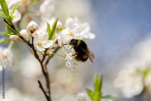 Spring mood: Macro photo of bumblebee on the cherry blossom