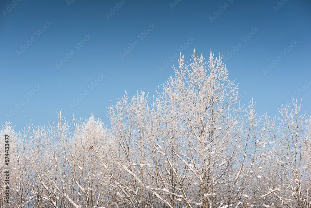 Winter forest in snow and hoarfrost, on a sunny day. Clear skies, sparkling snow. Winter forest in snow and hoarfrost, on a sunny day. Clear skies, sparkling snow.