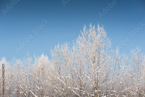 Winter forest in snow and hoarfrost, on a sunny day. Clear skies, sparkling snow.