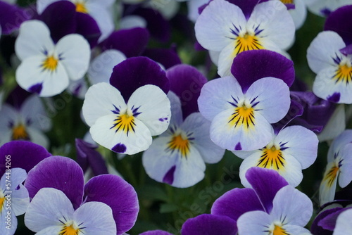 Pansies