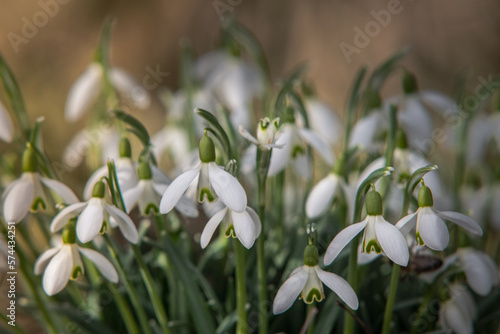 wild snowdrops at the edge of the forest in the sunlight