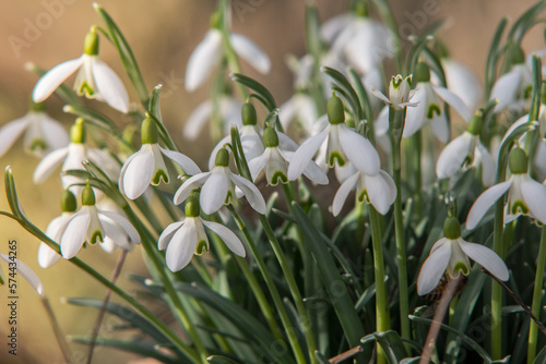 wild snowdrops at the edge of the forest in the sunlight