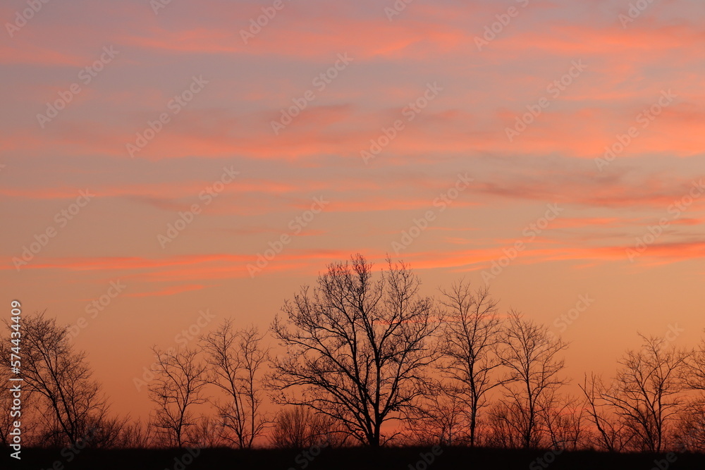 alberi al tramonto in inverno
