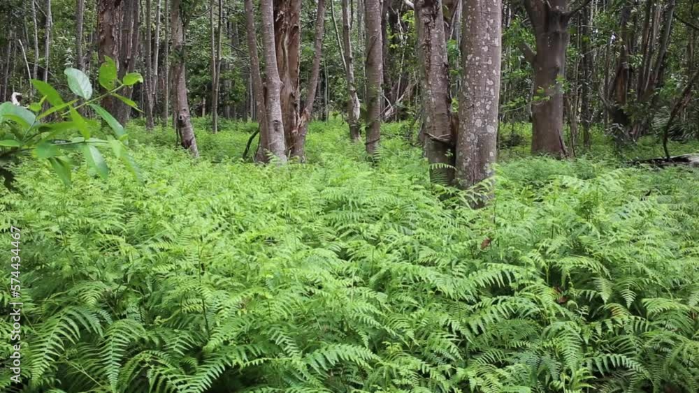 Lush Green Fern Covered Forest Landscape Fantasy Lush Green Fern Covered Forest Landscape Fantasy