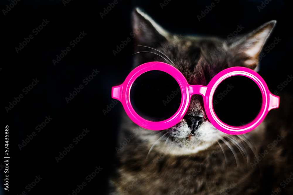 muzzle of a Burmese cat in pink round glasses on a dark background. horizontal