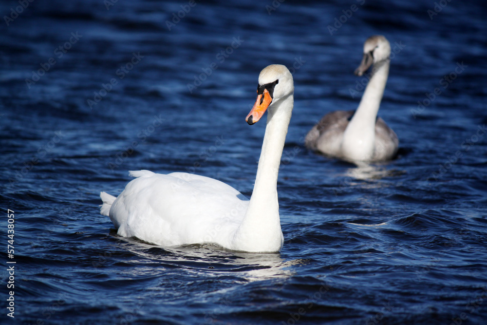 Pair of white swans swimming on blue waves Pair of white swans swimming on blue waves