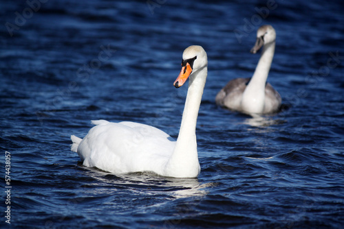 Pair of white swans swimming on blue waves