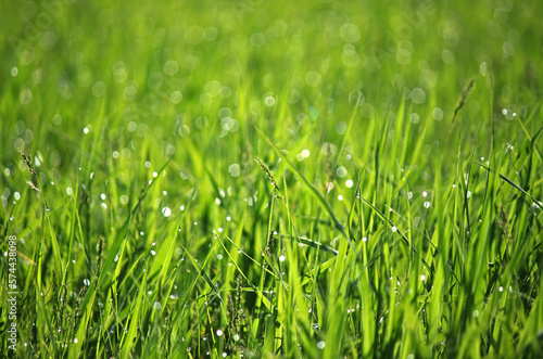 Close up of green grass with bokeh at spring 