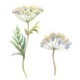 Watercolor illustration with field herb, vintage cow parsley leaf isolated on white. Anthriscus sylvestris, botanical collection. Can be used in stickers, textiles, scrapbooking and wrapping paper