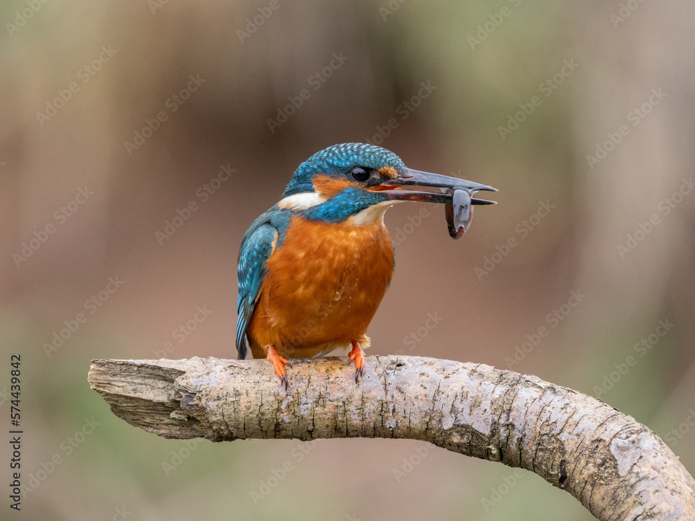 kingfisher eating fish kingfisher eating fish