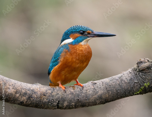 kingfisher on the branch