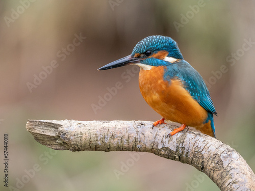 kingfisher on branch © Joseph Naszladi