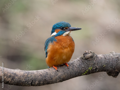 kingfisher on a branch © Joseph Naszladi