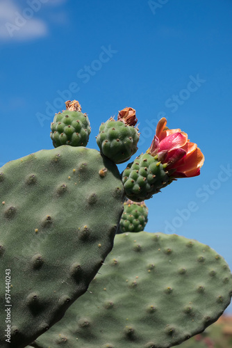 Flores y hioas de cactus en las islas Canarias