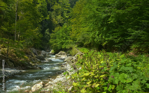 A mountain river rapidly flowing over a stony watercourse, along a beech forest. Luxuriant vegetation in summer with lots of flowers. Parang Mountains, Carpathia, Romania. 