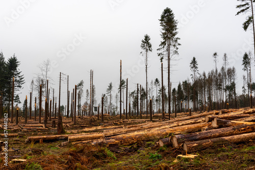 Clearing of a diseased pine forest after the invasion of the sharp-toothed bark beetle / Wycinka chorego lasu sosnowego po inwazji kornika