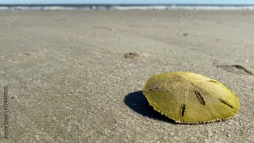 Living sand dollar also known as a sea cookie. Mellita quinquiesperforata, or keyhole urchin. Sub-circular, coated with spines. Cumberland Island National Seashore. 