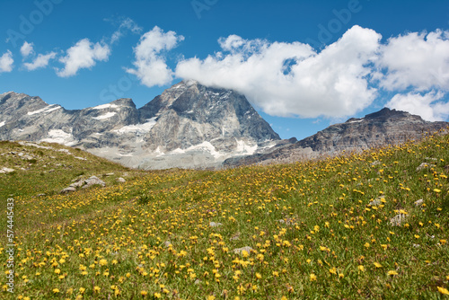 Matterhorn with field of dandelions in the foreground. Breuil-Cervinia, Italy photo