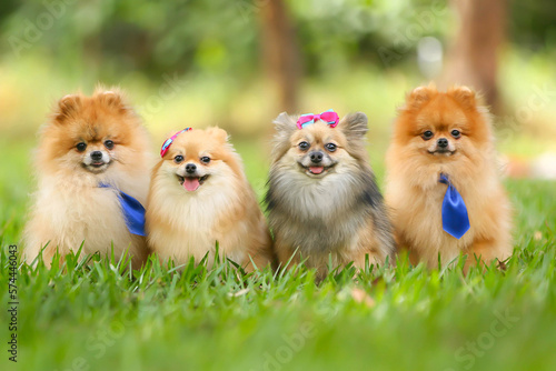 happy spitz pomeranian dog, pet, fluffy, cute, happy, playful © Eduardo Corcino