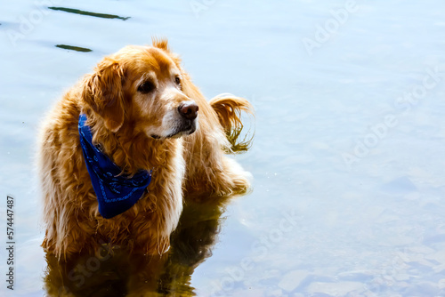 Focused golden retriever dog with blue bandana in the lake - Background, Backdrop, and/or Wallpaper