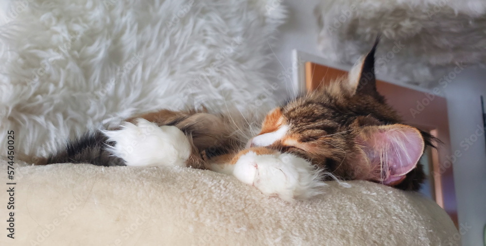 Maine Coon beim Schlafen Maine Coon beim Schlafen