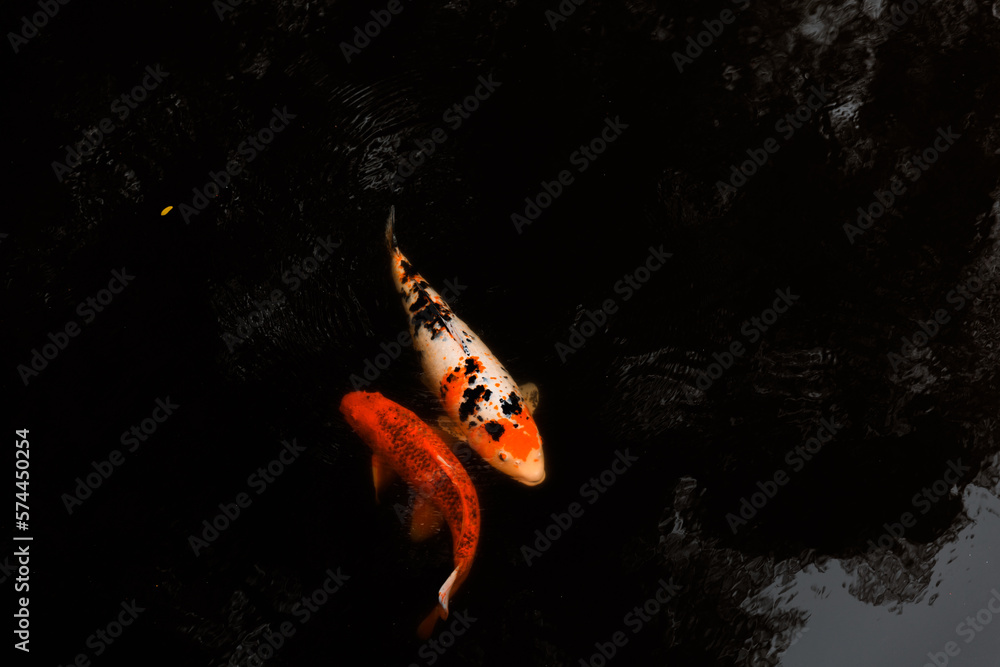 Colorfull fish in lake with black water