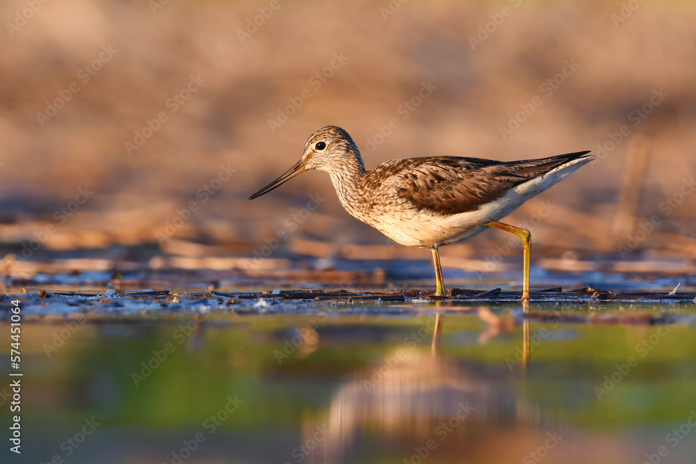 Common greenshank (tringa nebularia) walking in the wetlands in summer. Common greenshank (tringa nebularia) walking in the wetlands in summer.