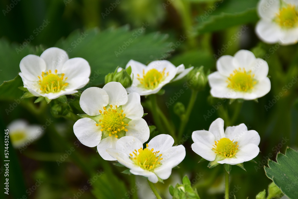 Erdbeere – weiße Blüten und Blätter