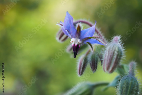 Borretsch (Gurkenkraut, Kukumerkraut , Borago officinalis) – blaue Blüten