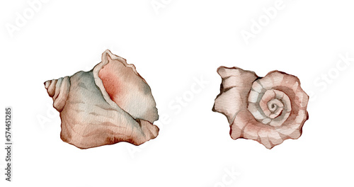 Watercolor Shell Set. Underwater animals isolated on white background. Aquatic illustration for design, print or background. shell, conch, seashell, cockleshell
