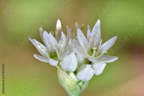 Bärlauch (Allium ursinum) – weiße Blüte