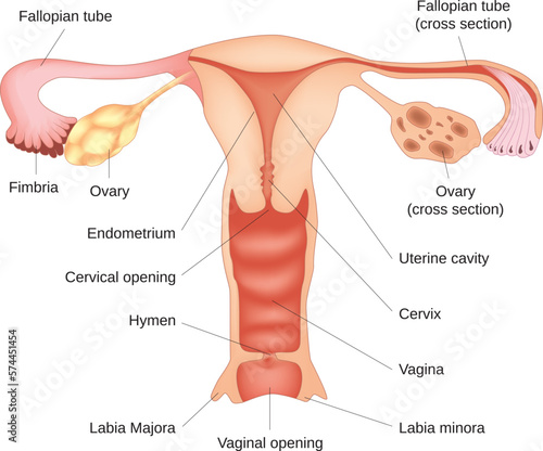 Vector illustration of female reproductive system diagram. 