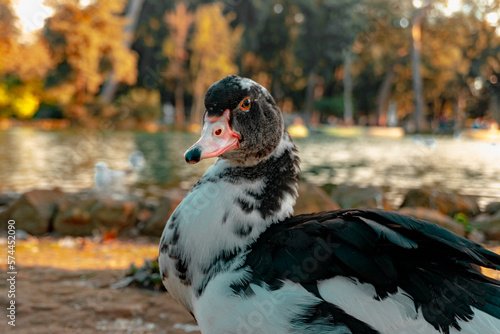 Pato de pico rojo