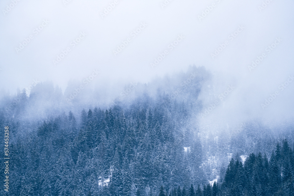 fog in the forest