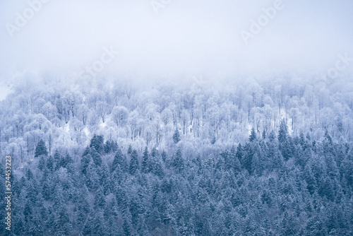 fog in the forest © George Kurashvili