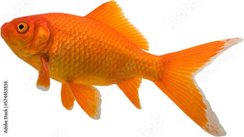 Pet goldfish rising toward the top of the aquarium