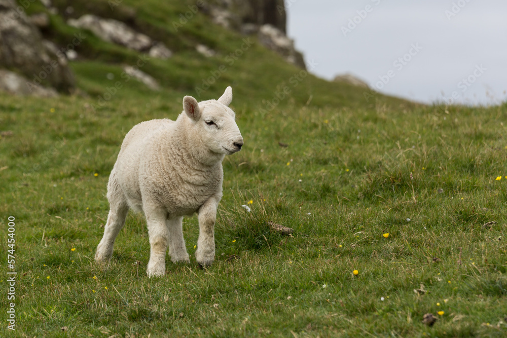 Ein kleines Schaf auf der Isle of Skye in Schottland Ein kleines Schaf auf der Isle of Skye in Schottland