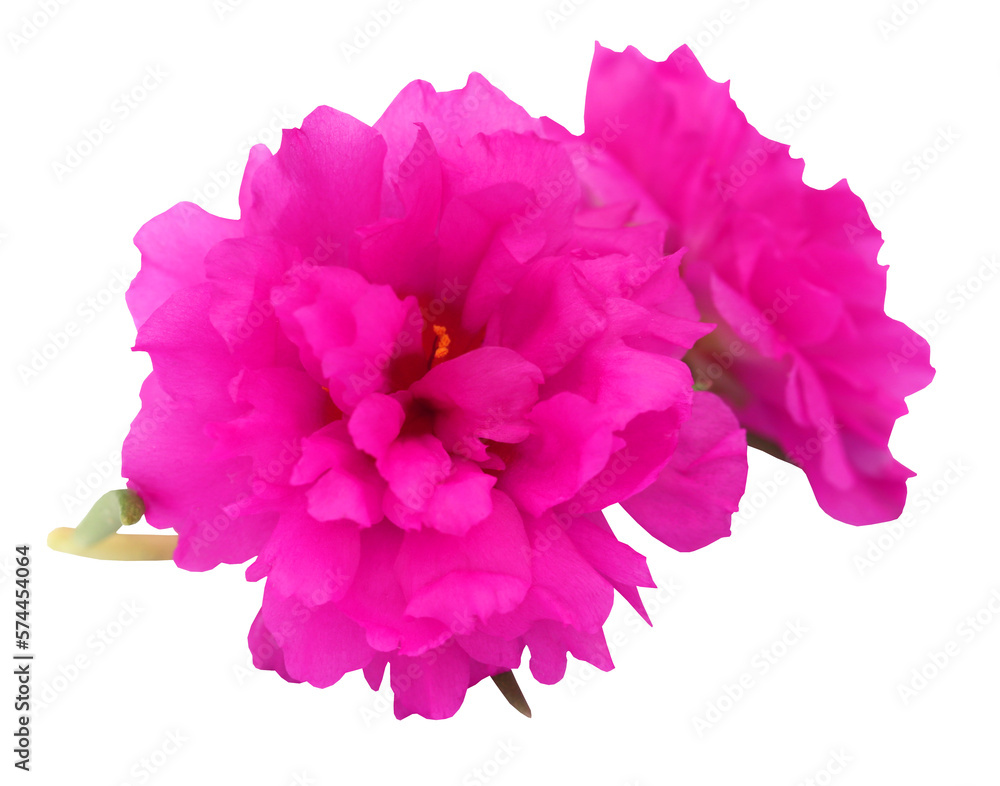 Portulaca grandiflora or moss rose Portulaca grandiflora or moss rose