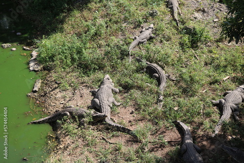 Many Cuba Crocodiles on the riverbank, Cuba Caribbean